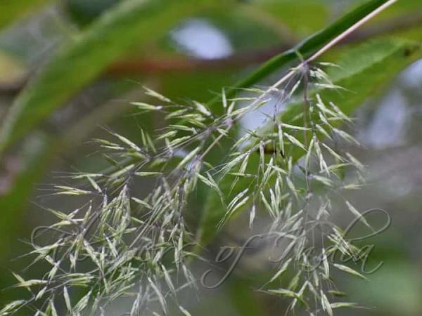 Mountain Scented-Top